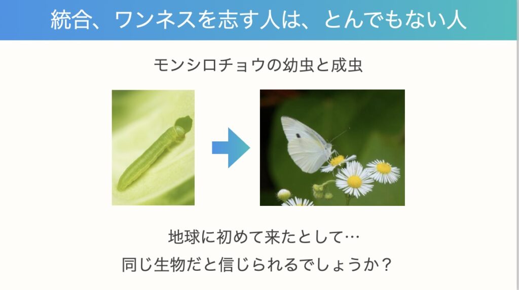 モンシロチョウ幼虫と成虫