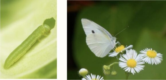 モンシロチョウ幼虫・成虫
